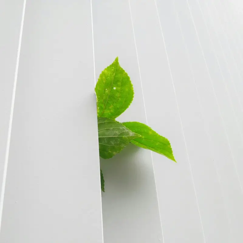 Close-up of a vibrant green leaf emerging from a minimalist white slatted architectural structure, representing sustainable business development.
